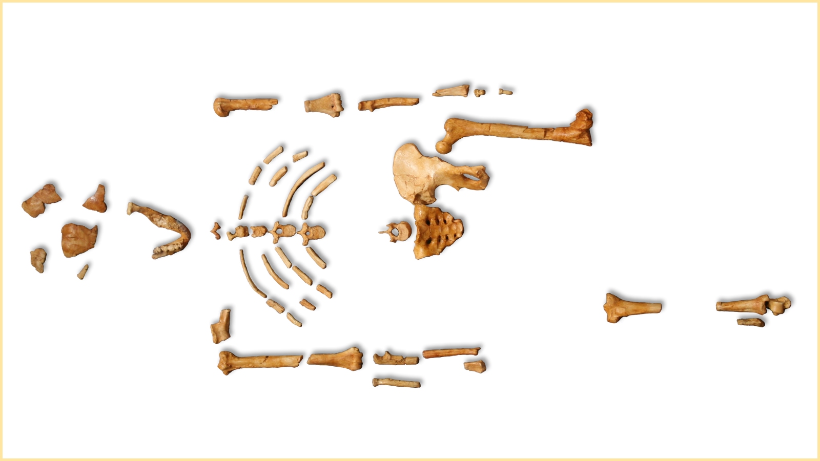 Lucy is actually shockingly tiny when you see the bones up close.